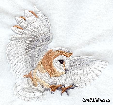 Barn Owl