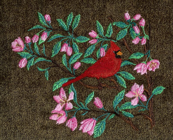 Cardinal in spring blossom tree