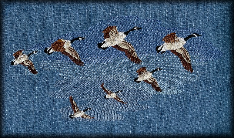 7 flying Canadian Geese