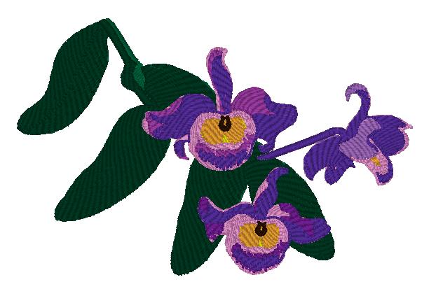 Dendrobium Findlayanum Orchid
