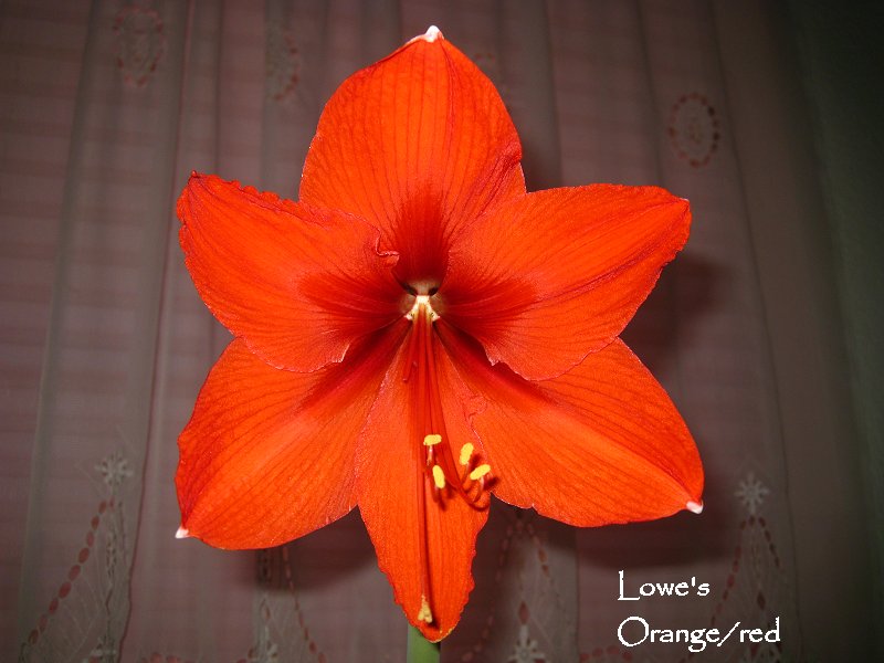 Lowe's Orange Red amaryllis