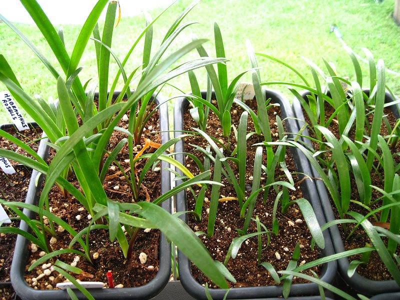  amaryllis seedlings 6-25-14