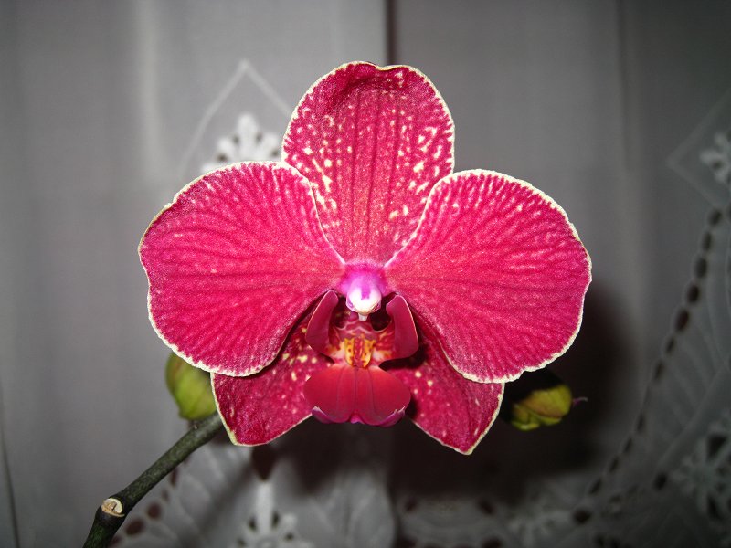 Orchid 10 Fuchsia with Cream Edging
