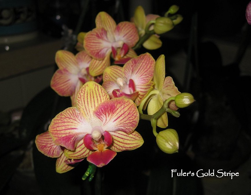 Orchid 3 Fulers Gold Stripe