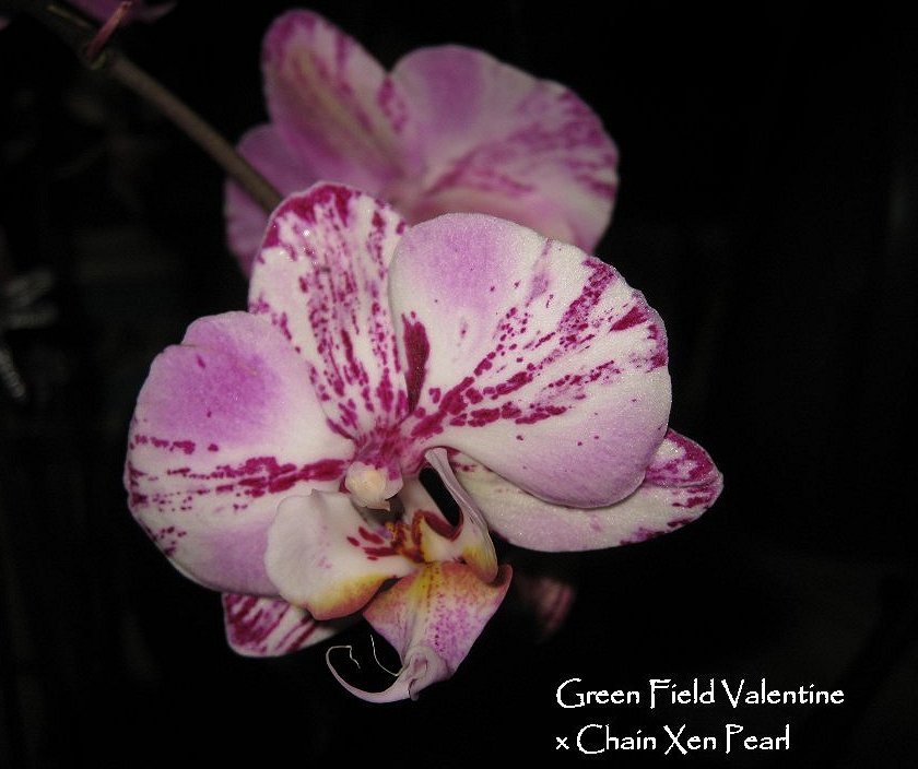 Orchid 2 Green Field Valentine x Chain Xen Pearl