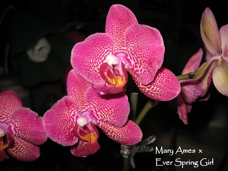 Orchid 3 Mary Ames x Ever Spring Girl
