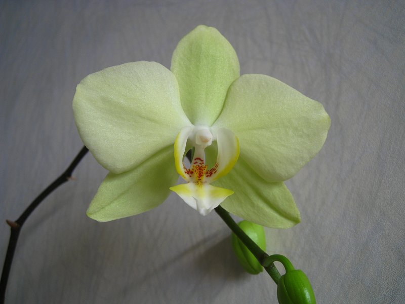 Orchid 4 Yellow Green 