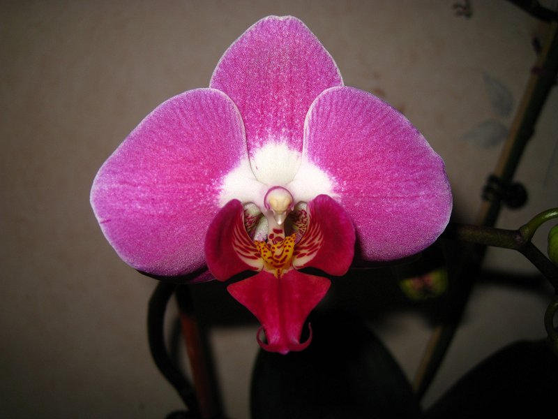 Orchid 5 Purple
