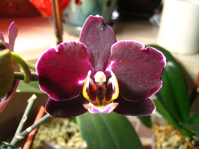 Orchid 6 Dark Purple