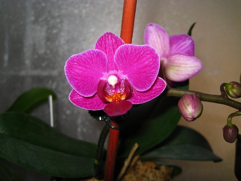 Orchid #7 Purple Mini