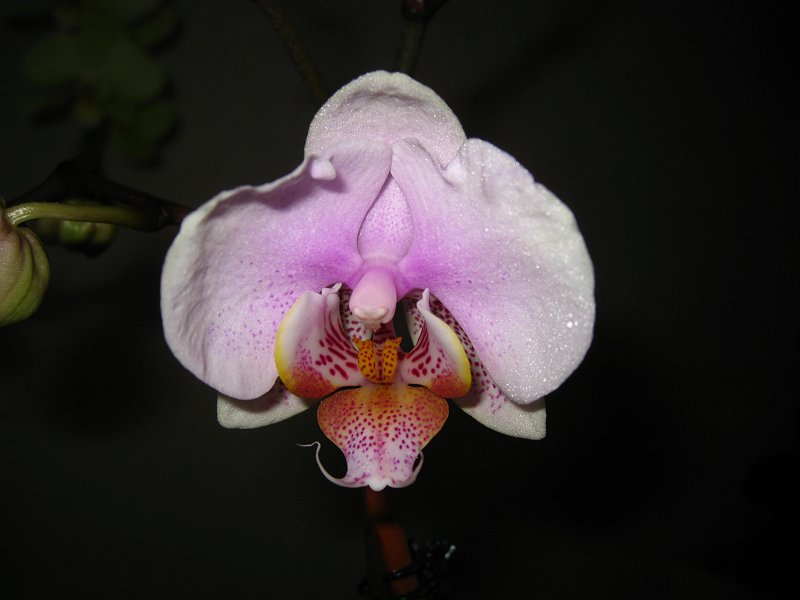 Orchid #8  White and Purple