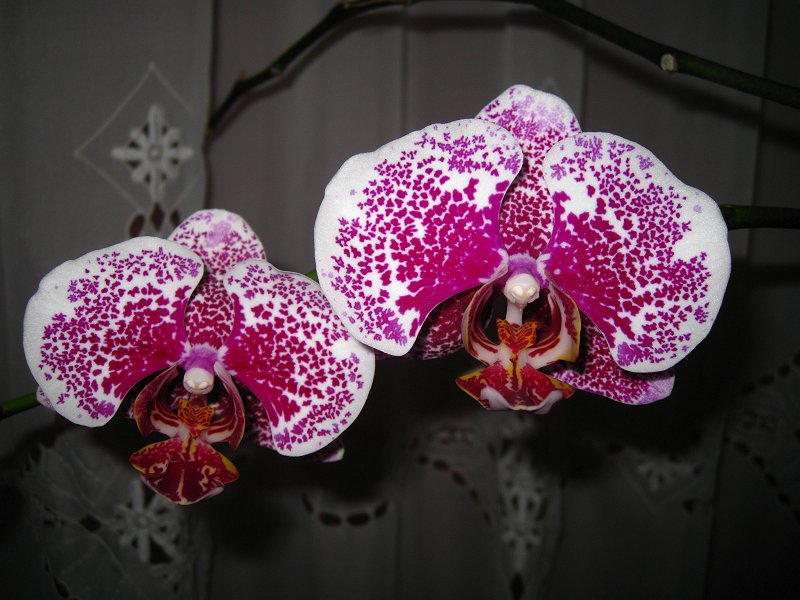 Orchid 9 White with Purple Pattern
