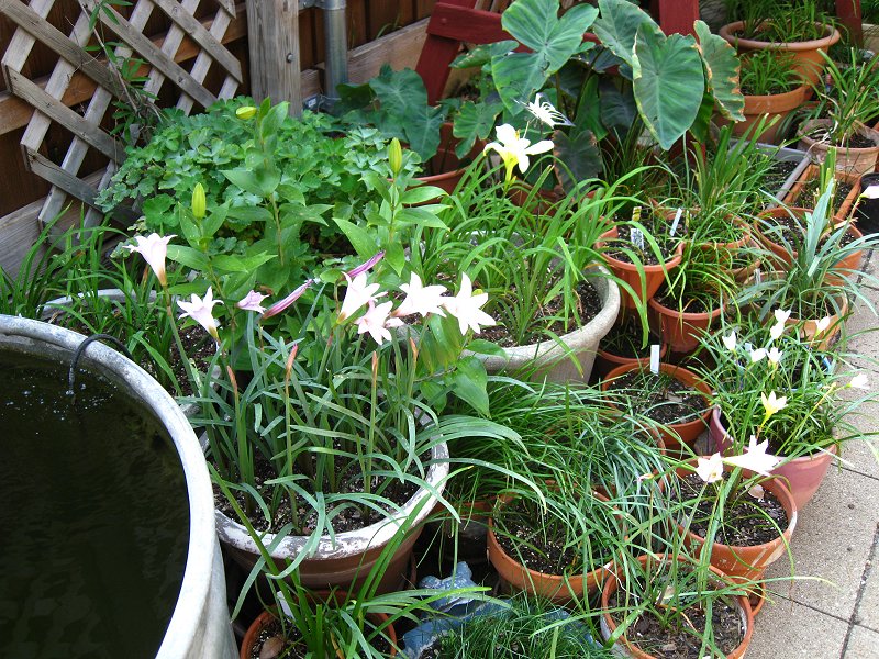 Pots of rain lilies