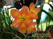 Abacos Apricot 