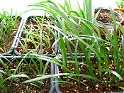  amaryllis seedlings 6-25-14