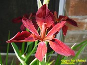 Iris Copper Fulva